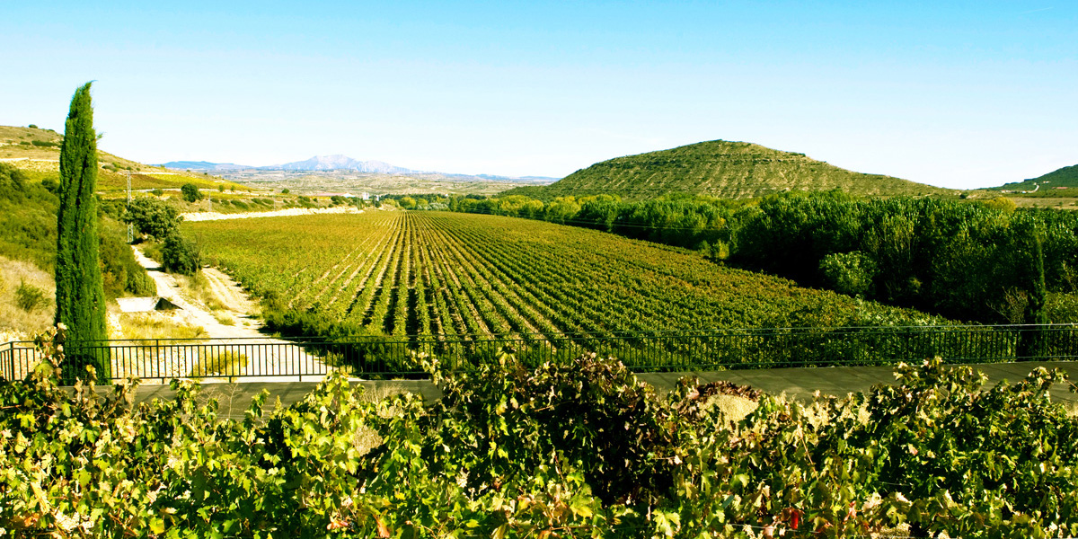 Viñedo La Escobosa Rioja Alavesa