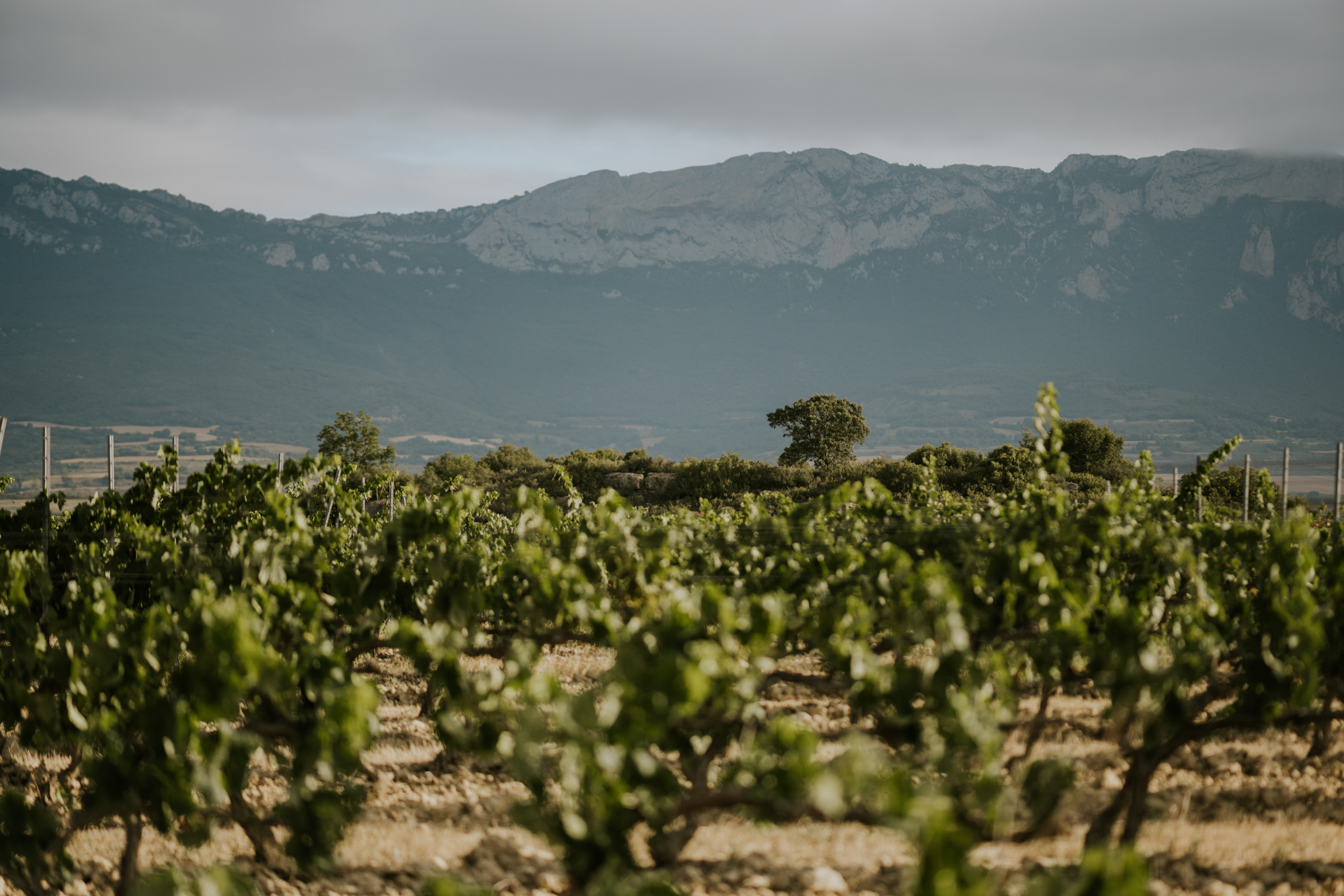 Enoturismo en España: mejores destinos