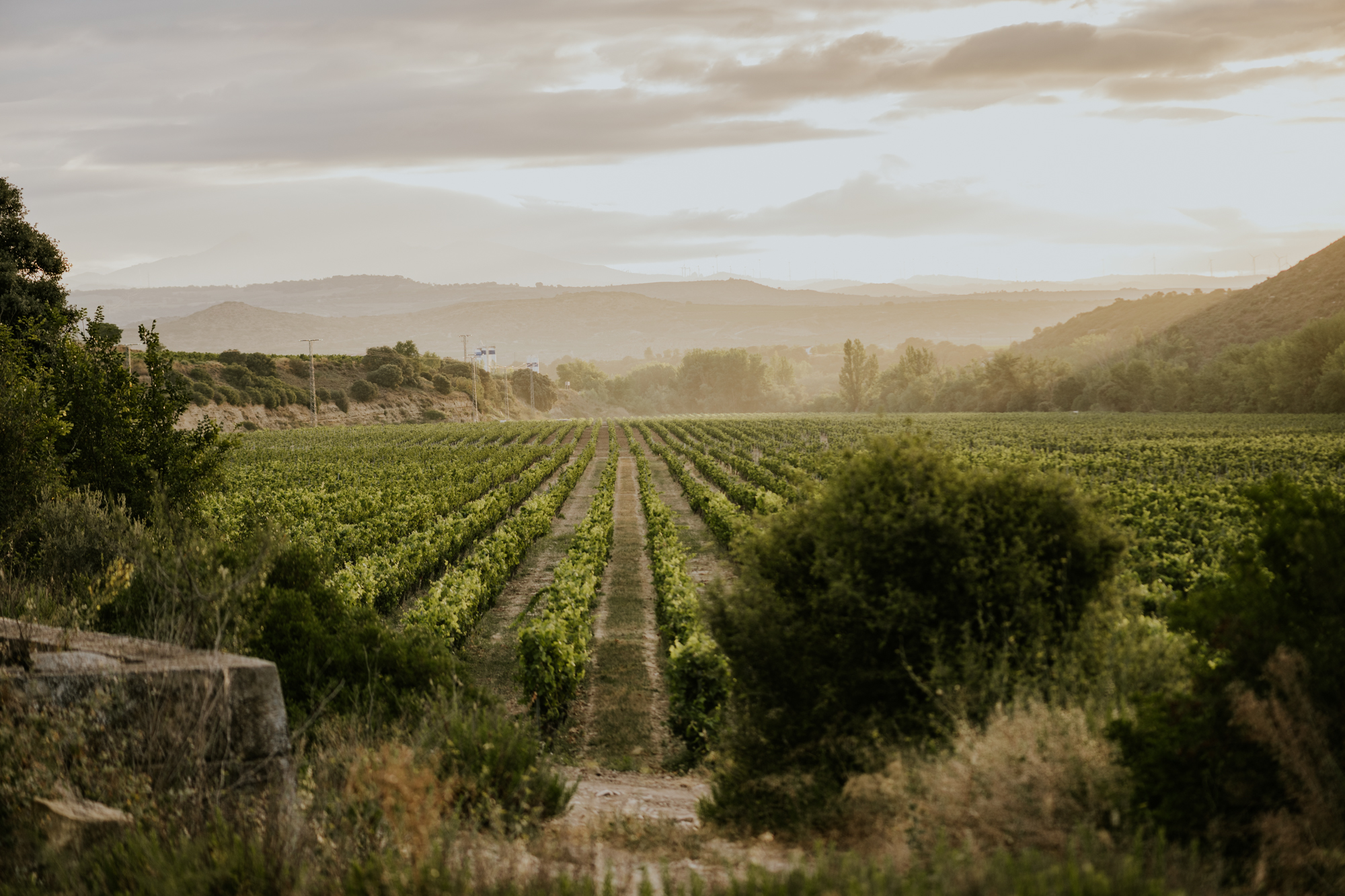 Mejores añadas vinos españoles