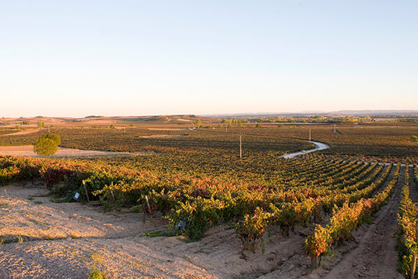 Ribera del Duero Reserva