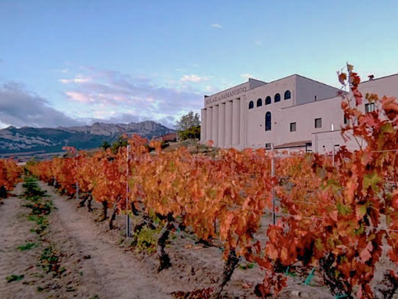 paisaje y viñedo
